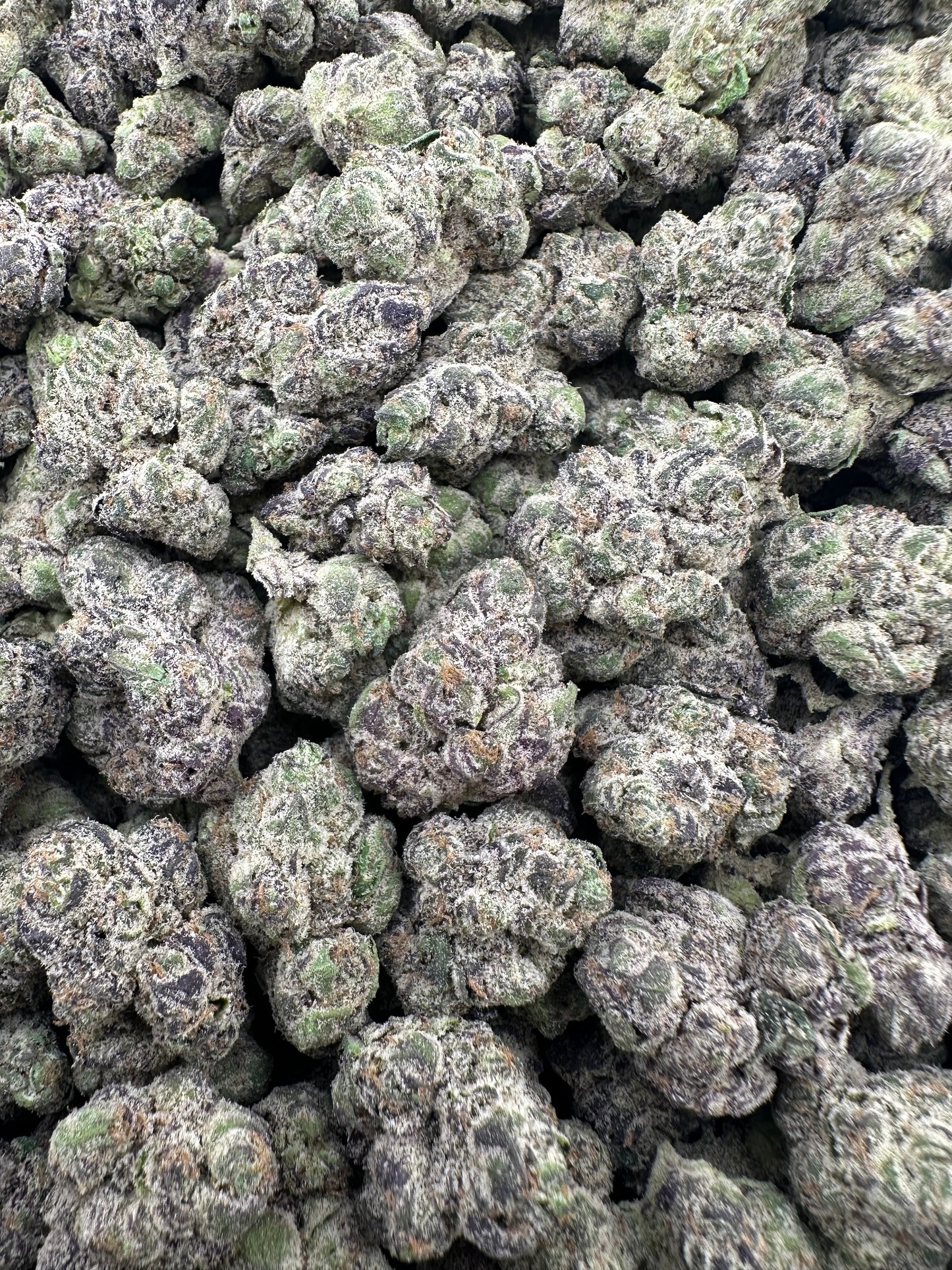THC-A FLOWER APPLE FRITTER - HYBRID (INDOOR)