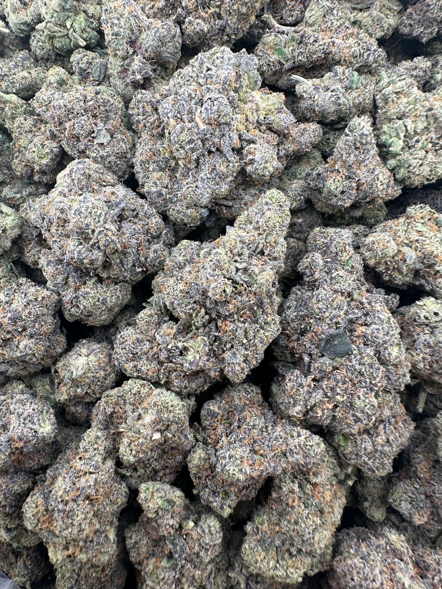 THC-A FLOWER ORANGE JULIUS - SATIVA (INDOOR)