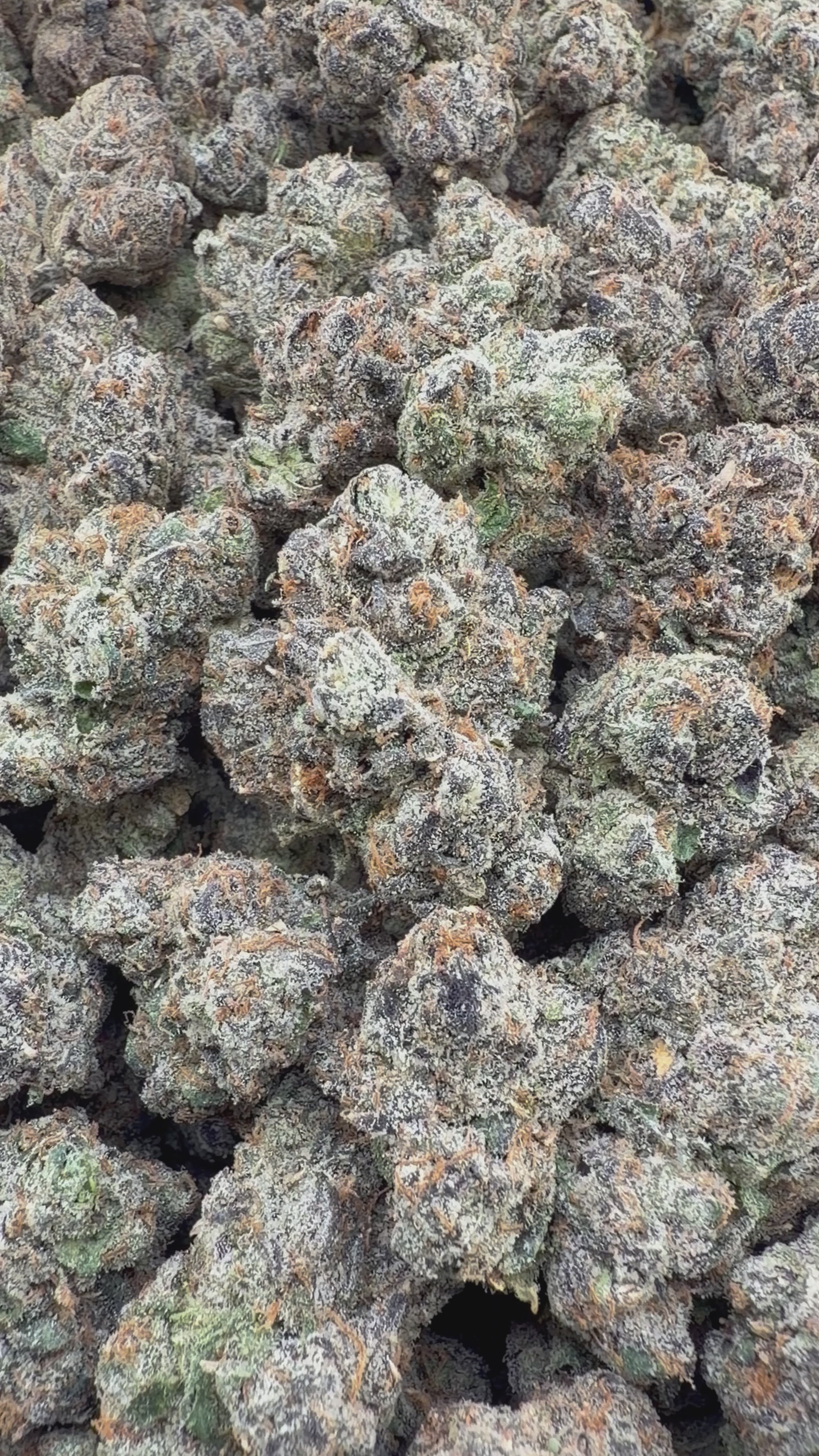 THC-A FLOWER RUNTZ - INDICA (INDOOR) – My Store